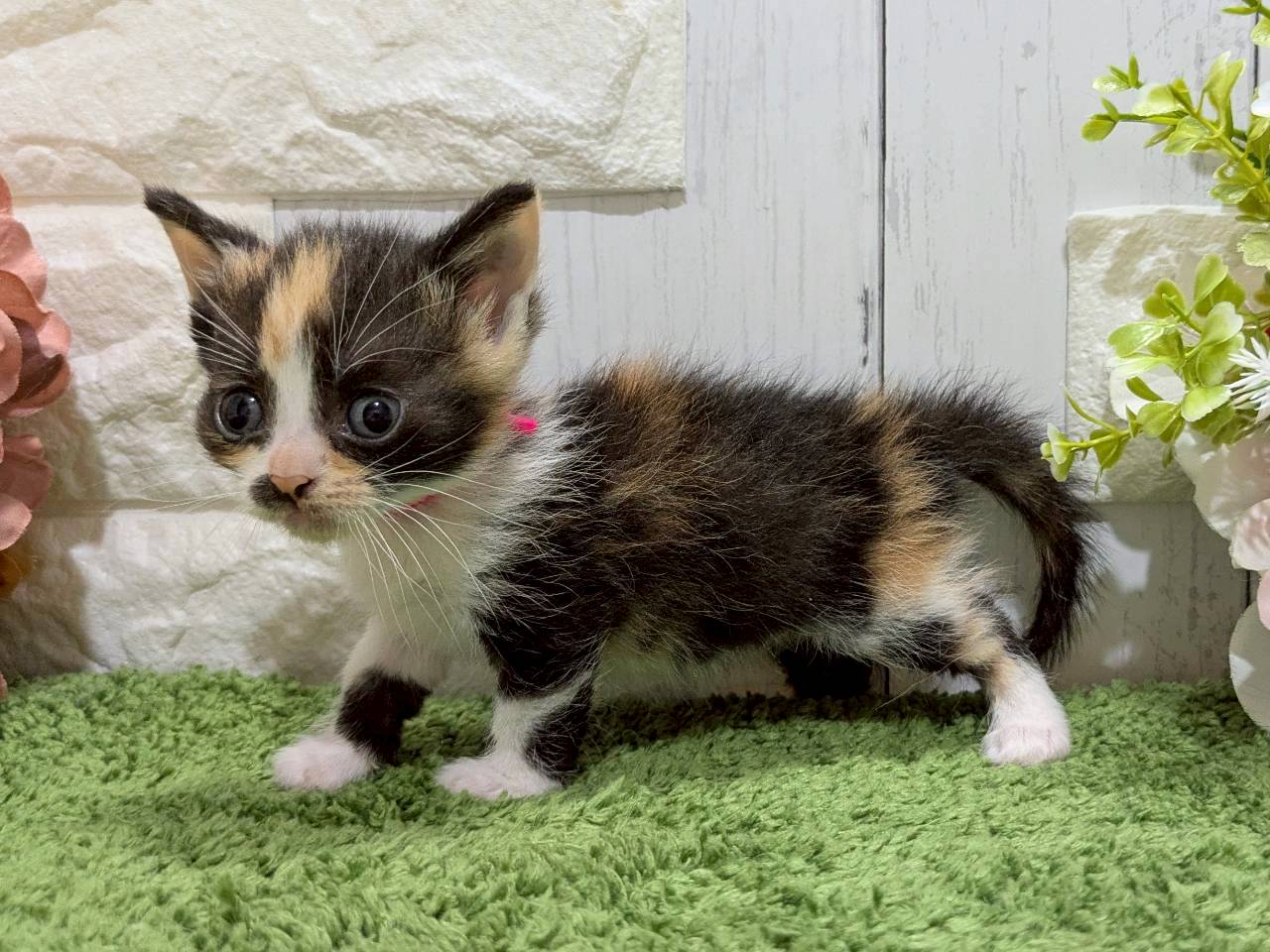 赤ちゃん写真2-2