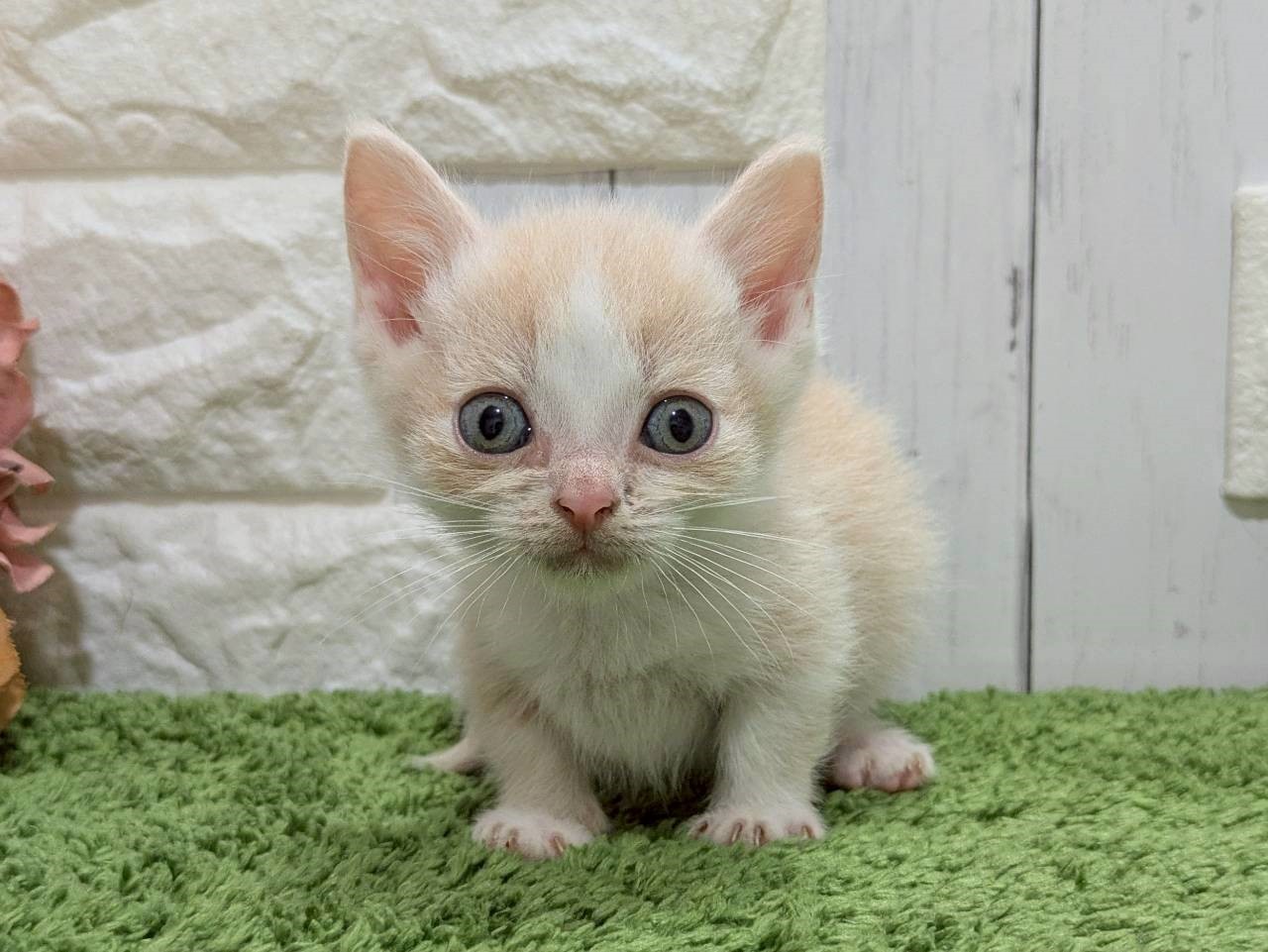 赤ちゃん写真3-1