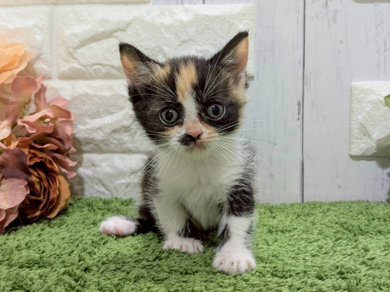 赤ちゃん写真3-1