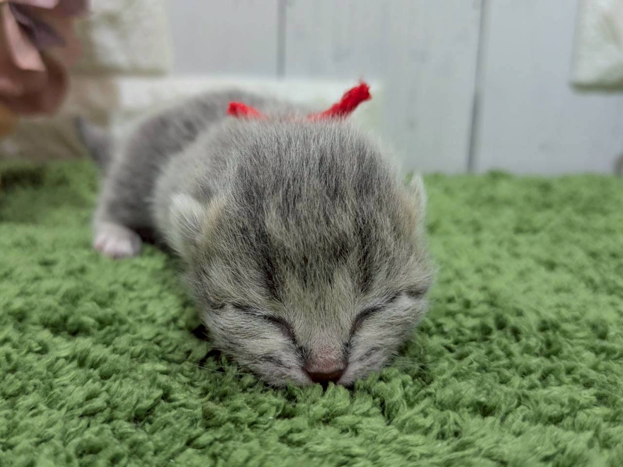 スコティッシュフォールド