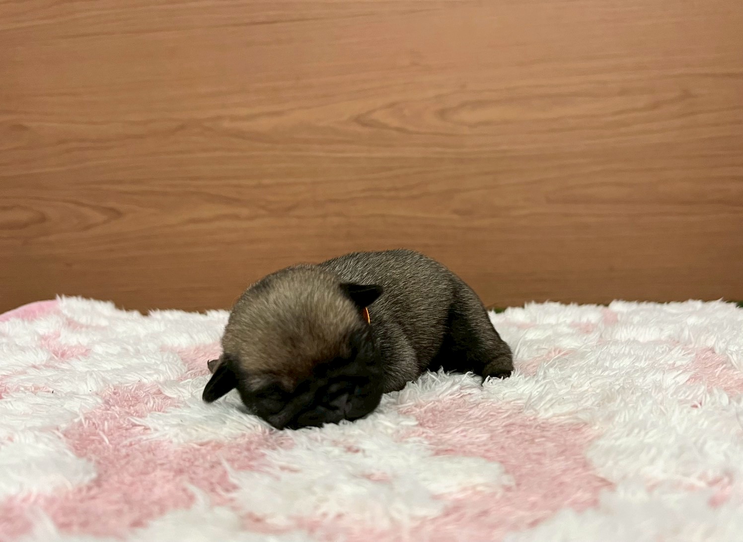 赤ちゃん写真1-1