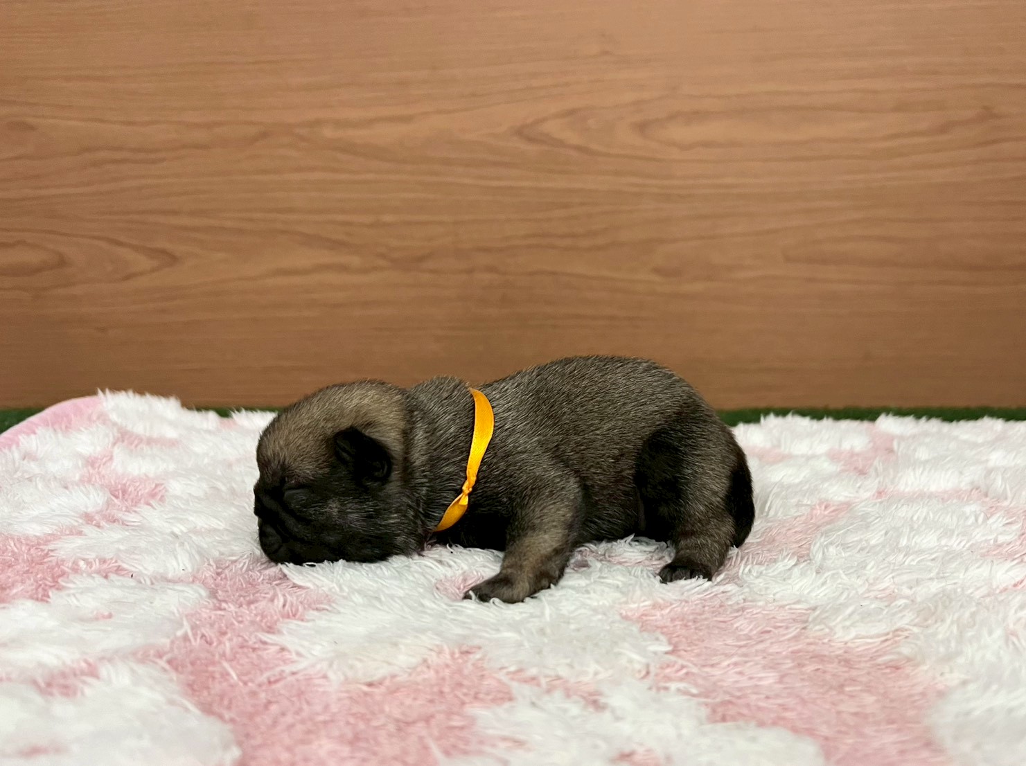 赤ちゃん写真1-2