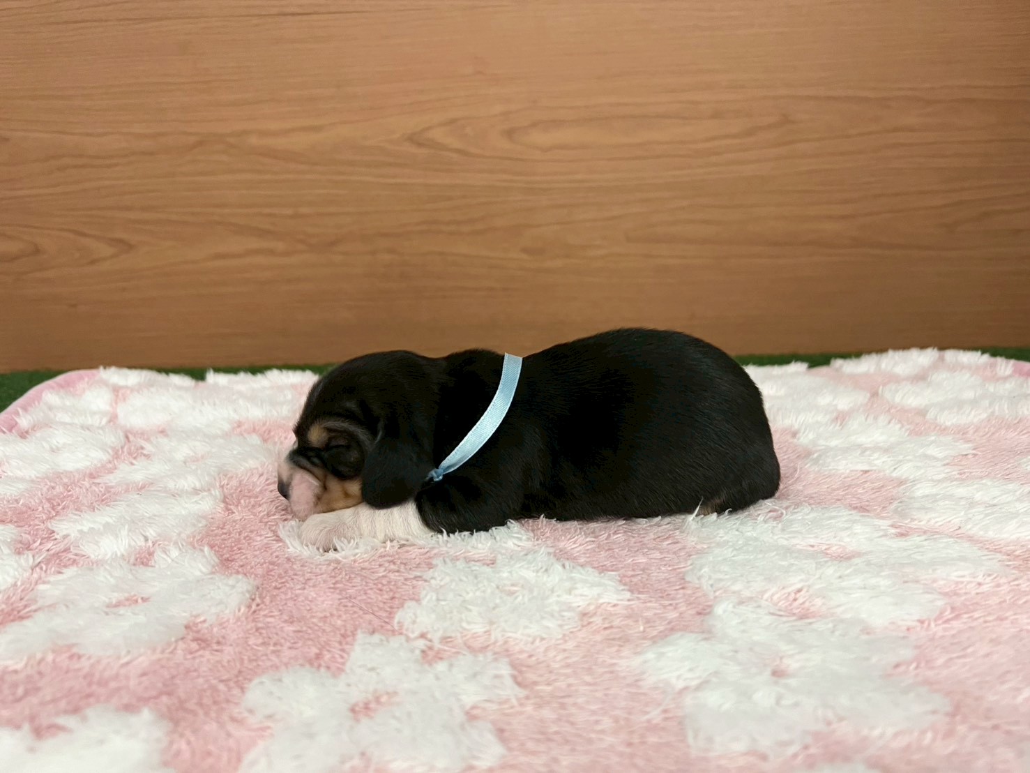 赤ちゃん写真1-2
