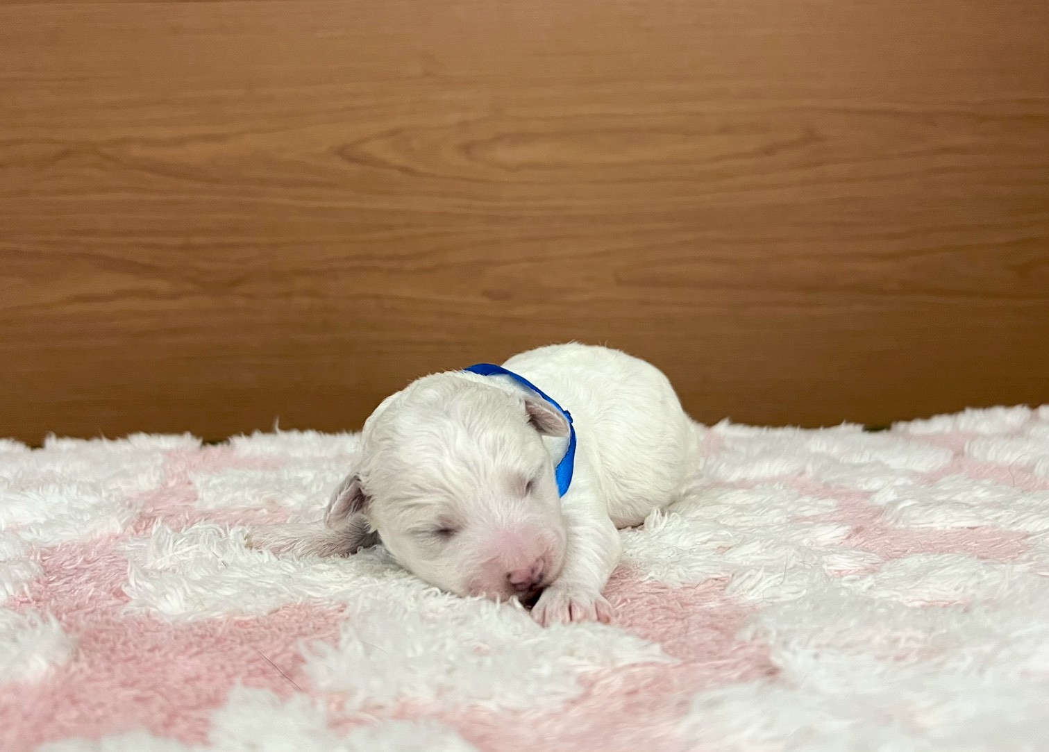 ビション・フリーゼ