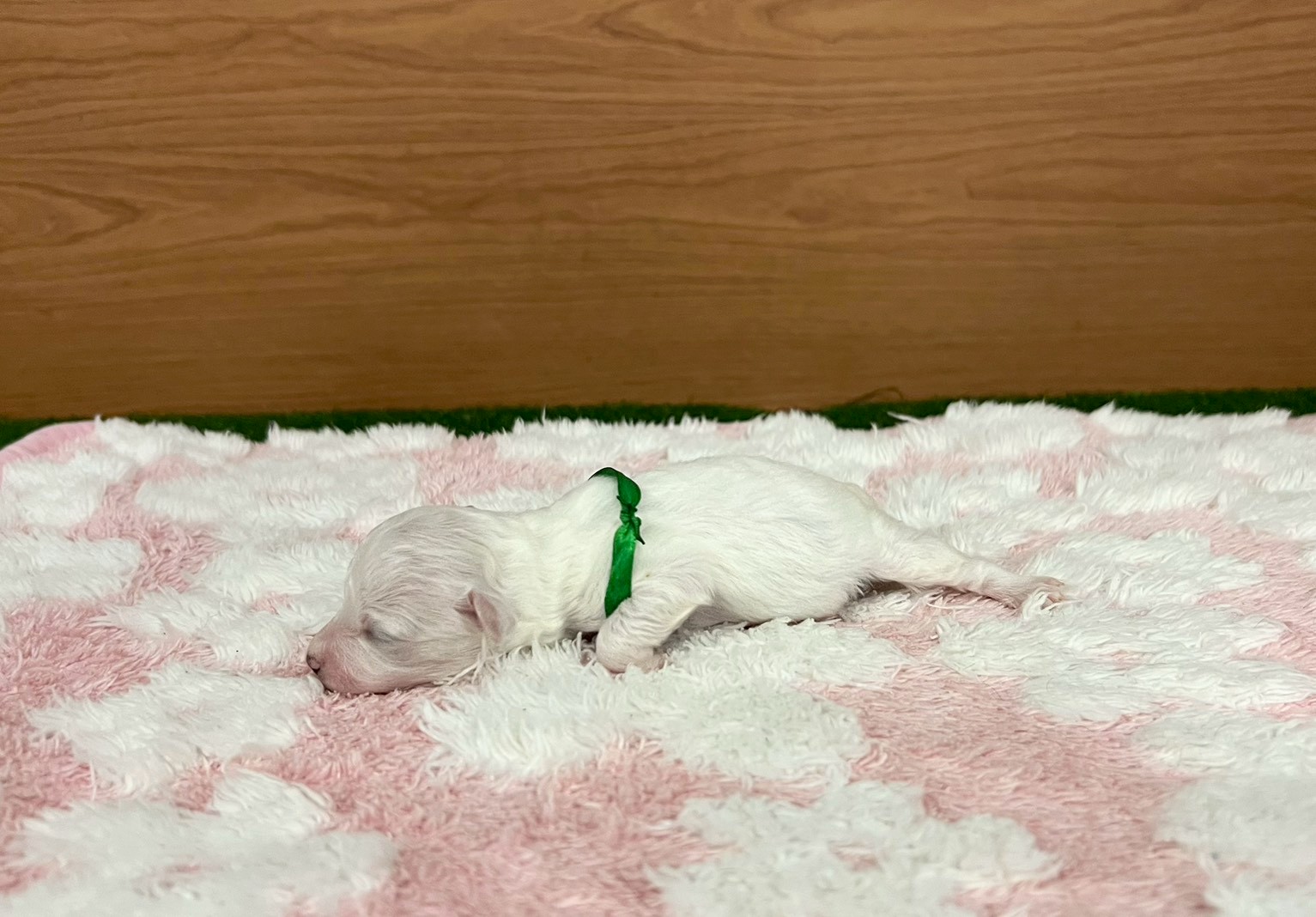 赤ちゃん写真1-2