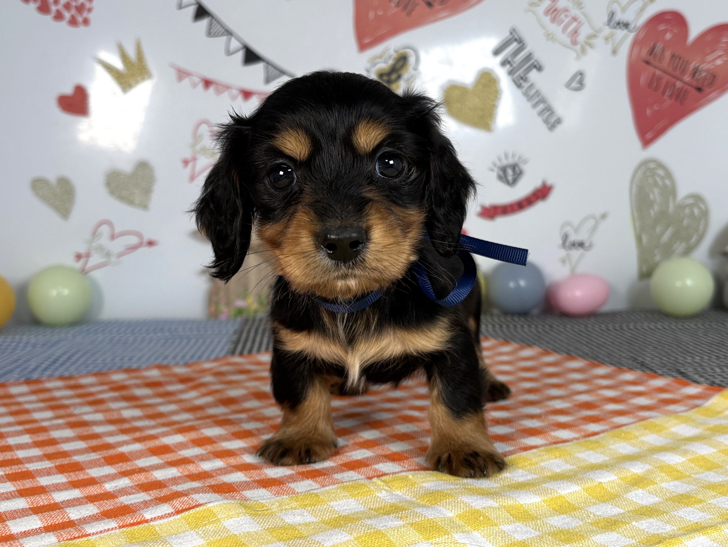 ミニチュア・ダックスフンド