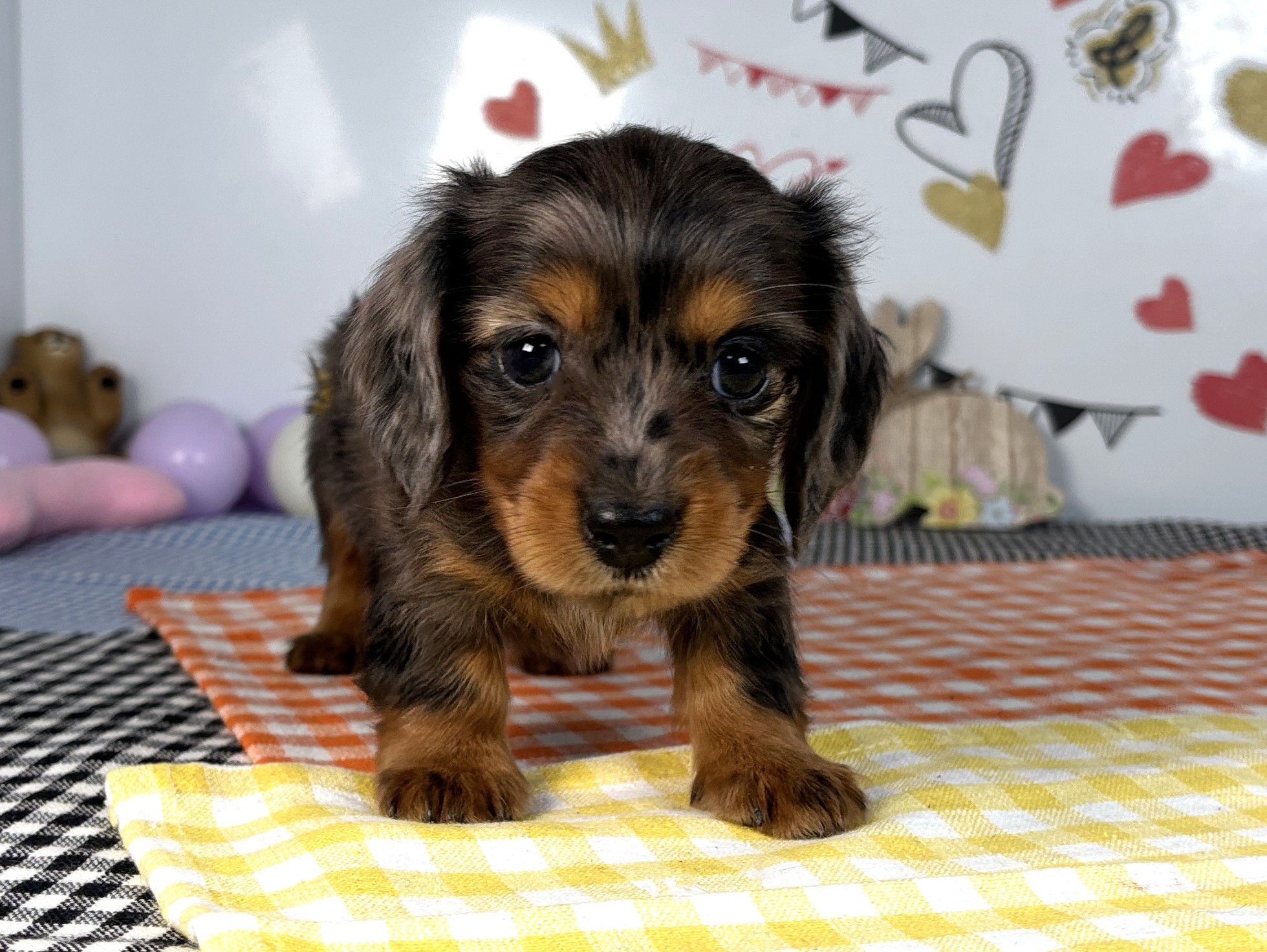 ミニチュア・ダックスフンド