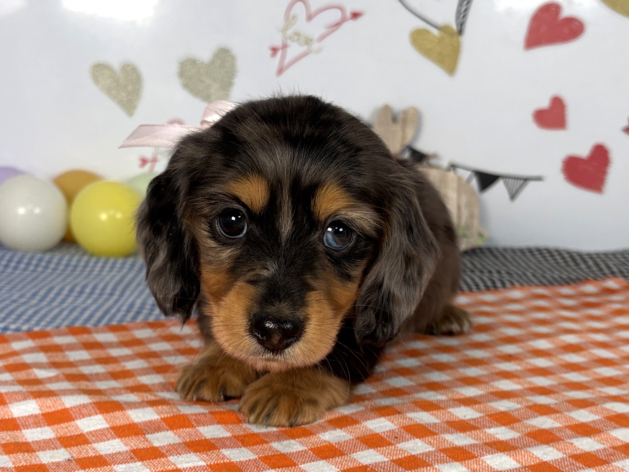 ミニチュア・ダックスフンド