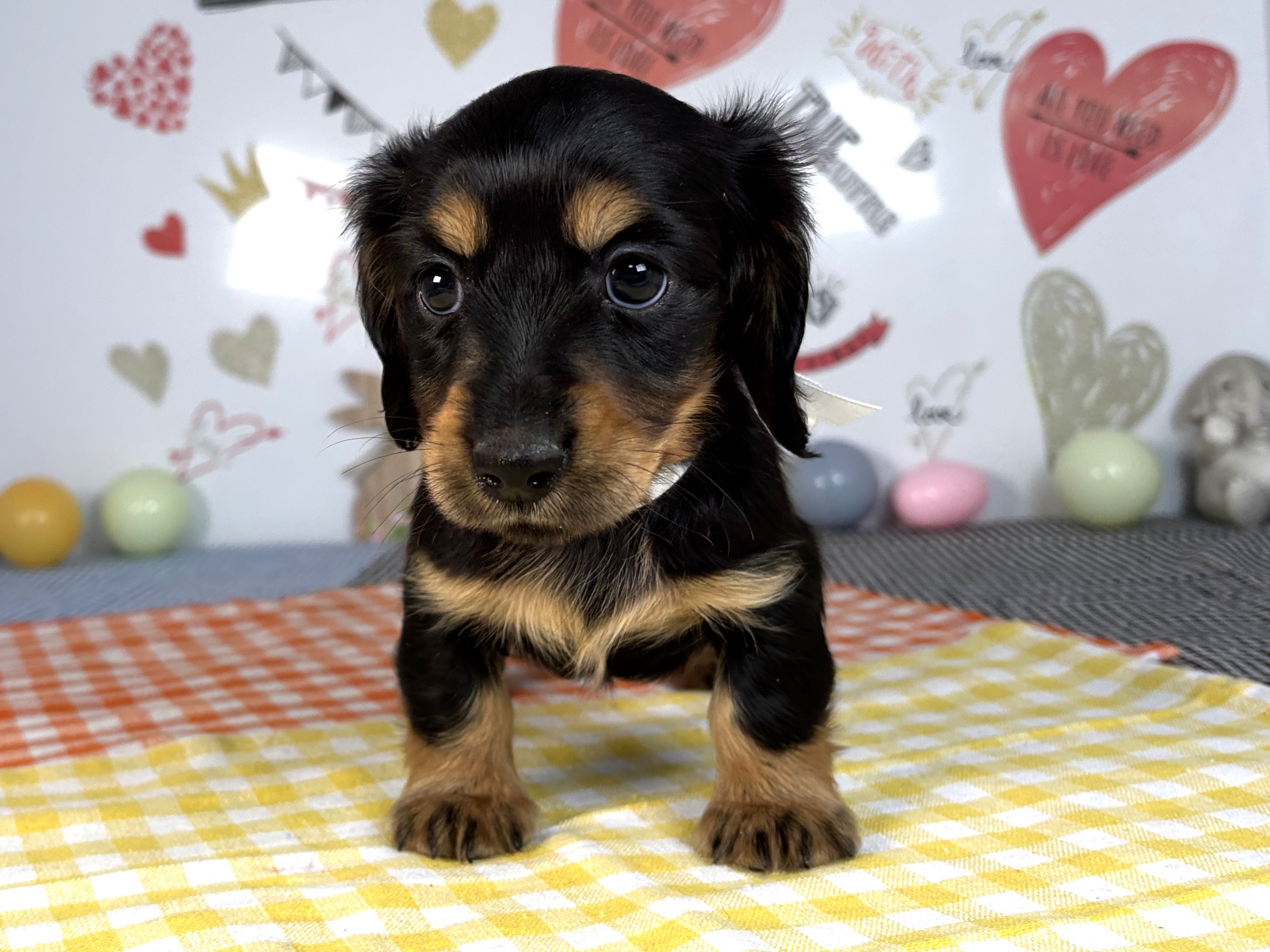 ミニチュア・ダックスフンド