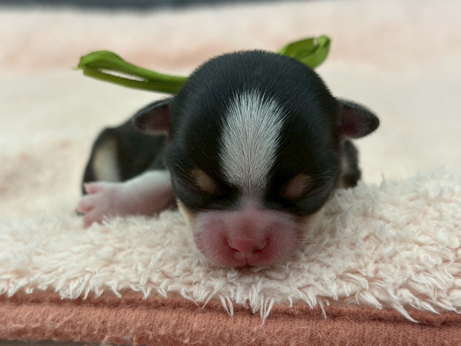 チワワ（スムースコート）