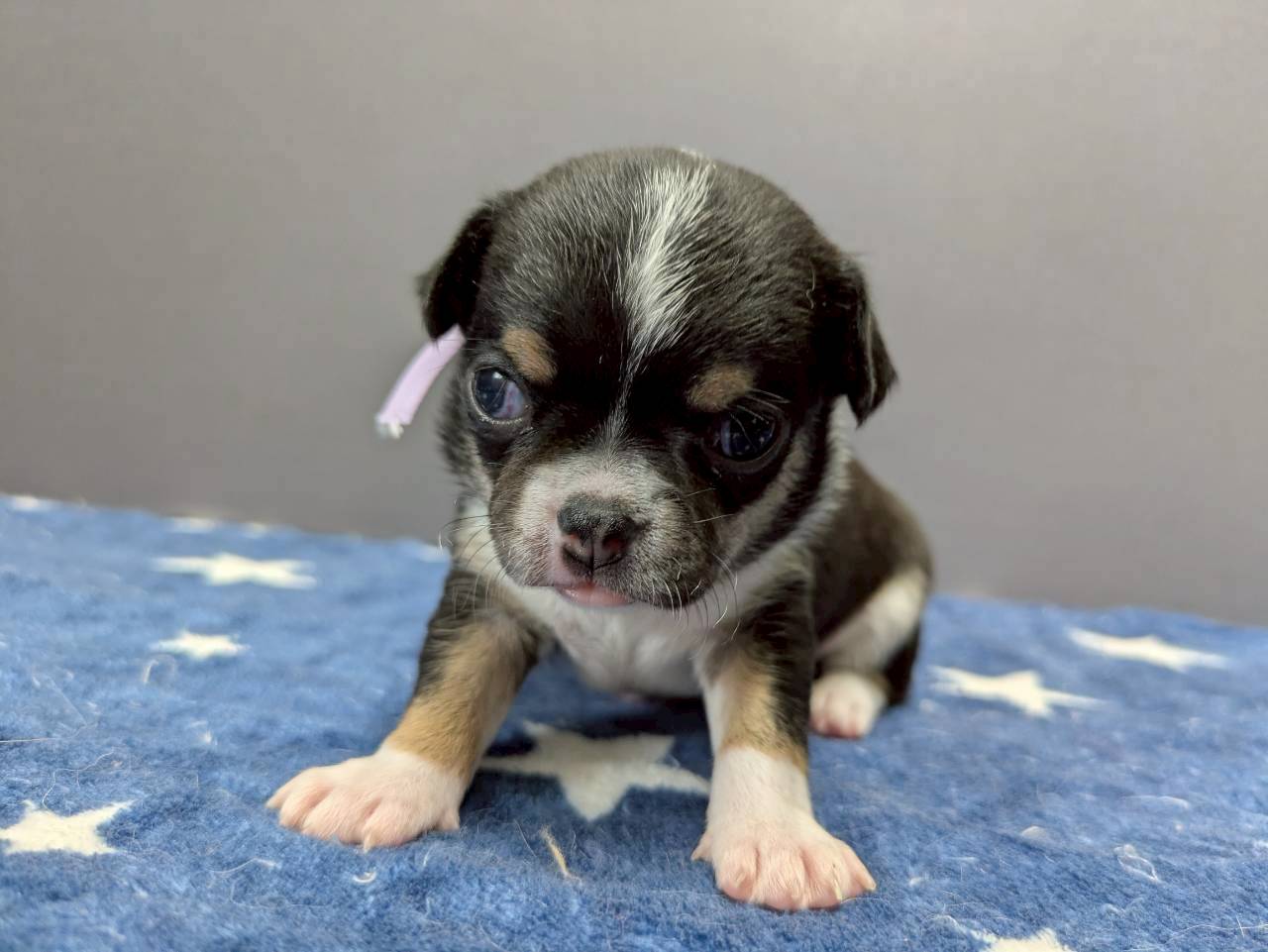 チワワ（スムースコート）