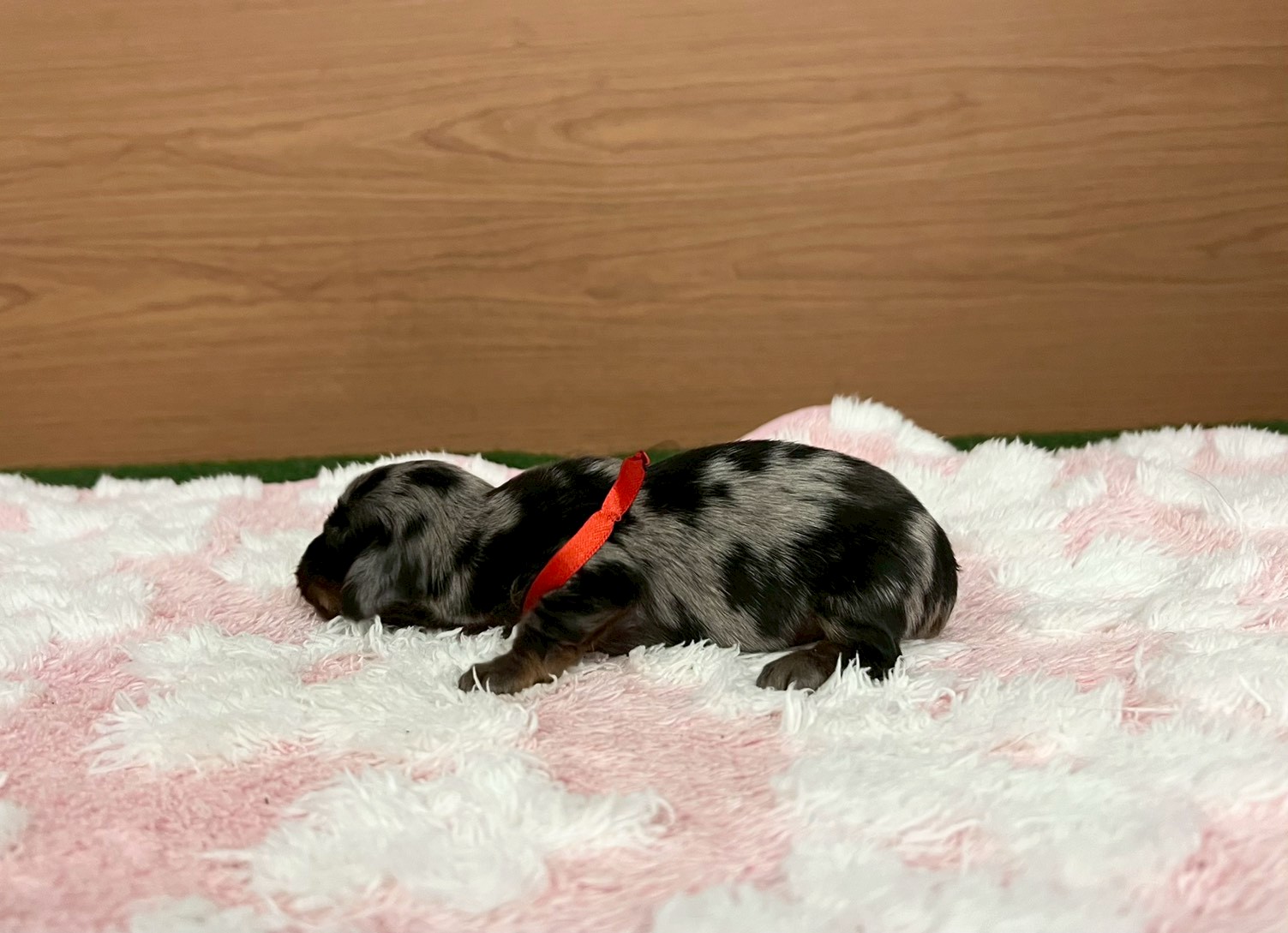 赤ちゃん写真1-2