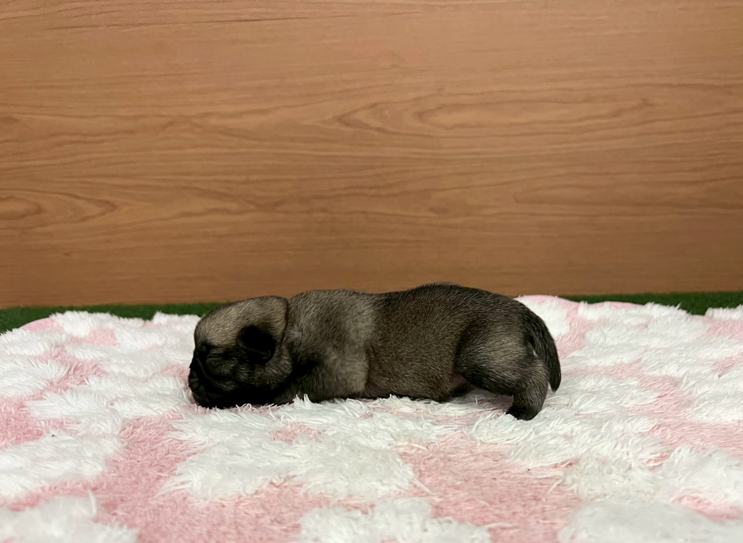 赤ちゃん写真1-2