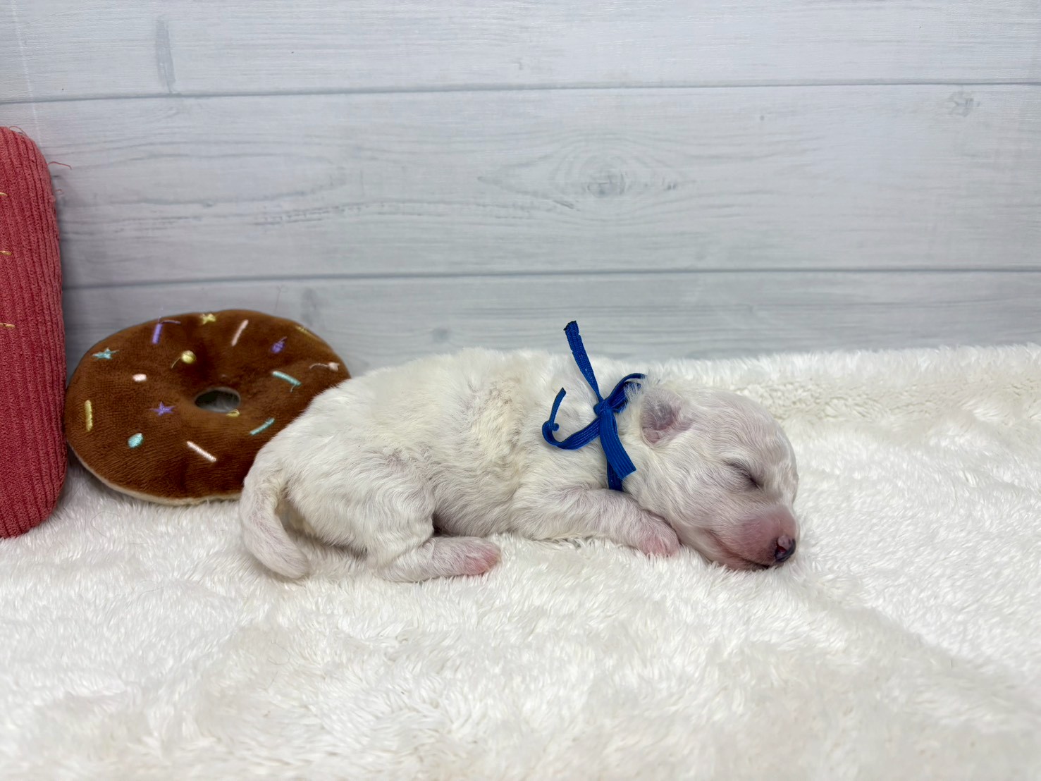 赤ちゃん写真1-2