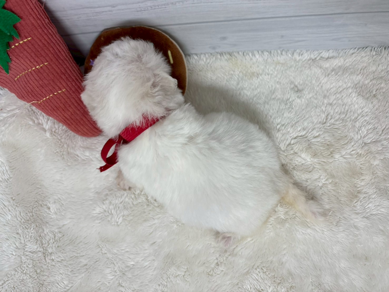 赤ちゃん写真2-3