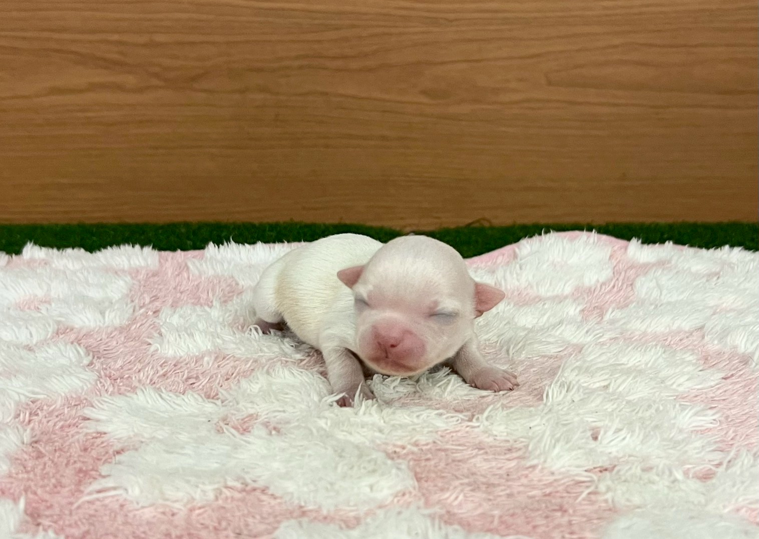 チワワ（ロングコート）