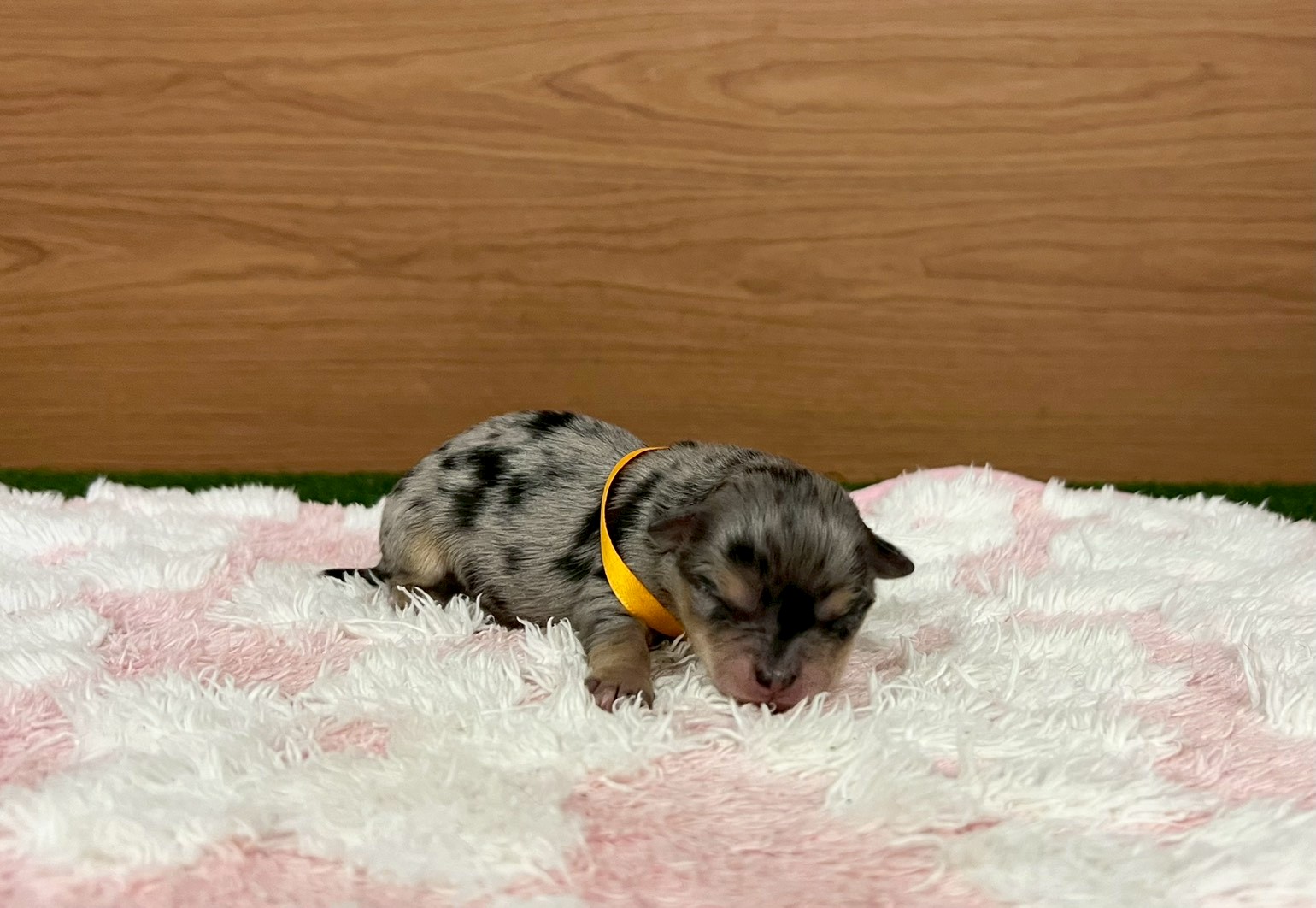 チワワ（ロングコート）