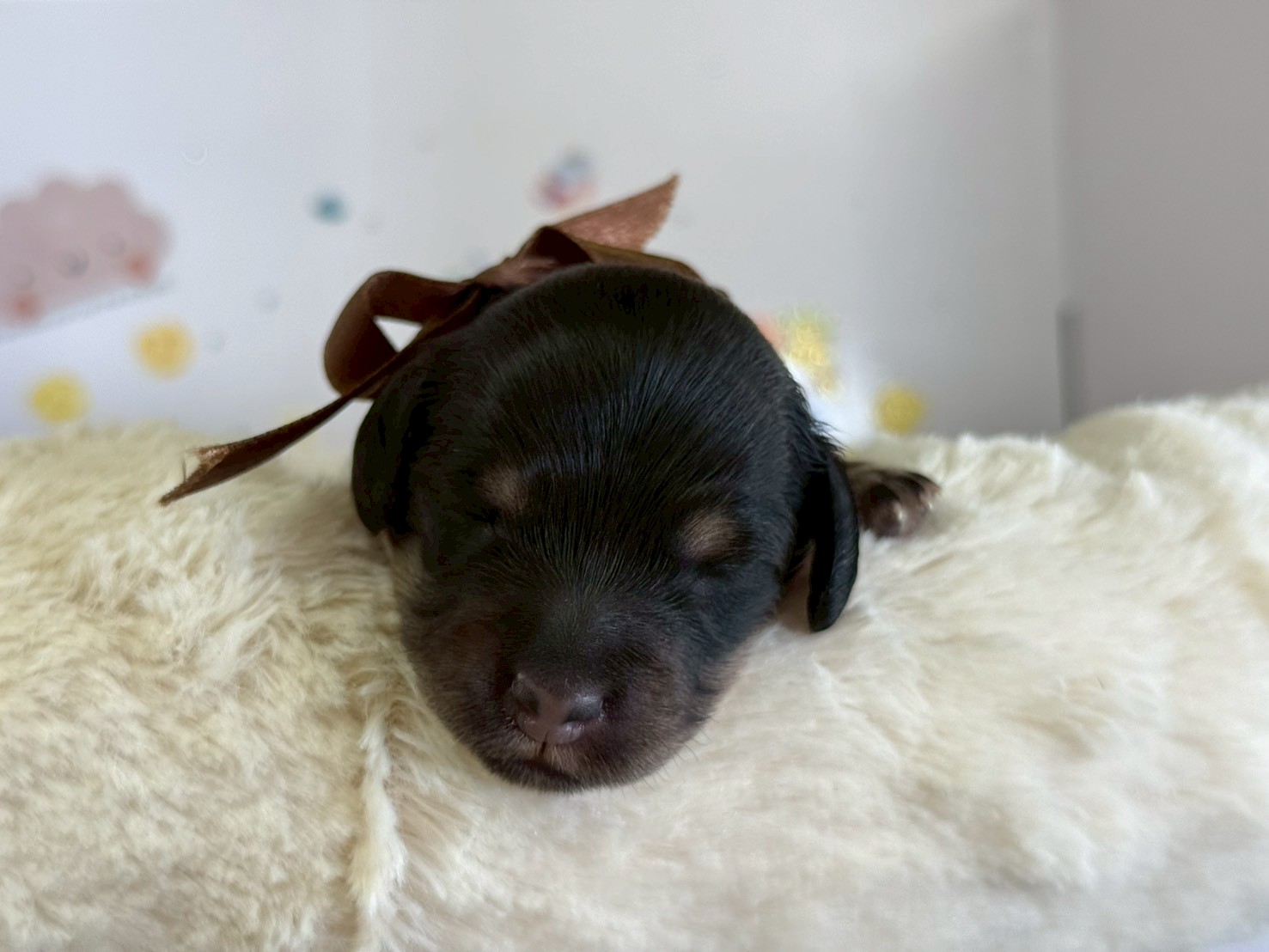 ミニチュア・ダックスフンド