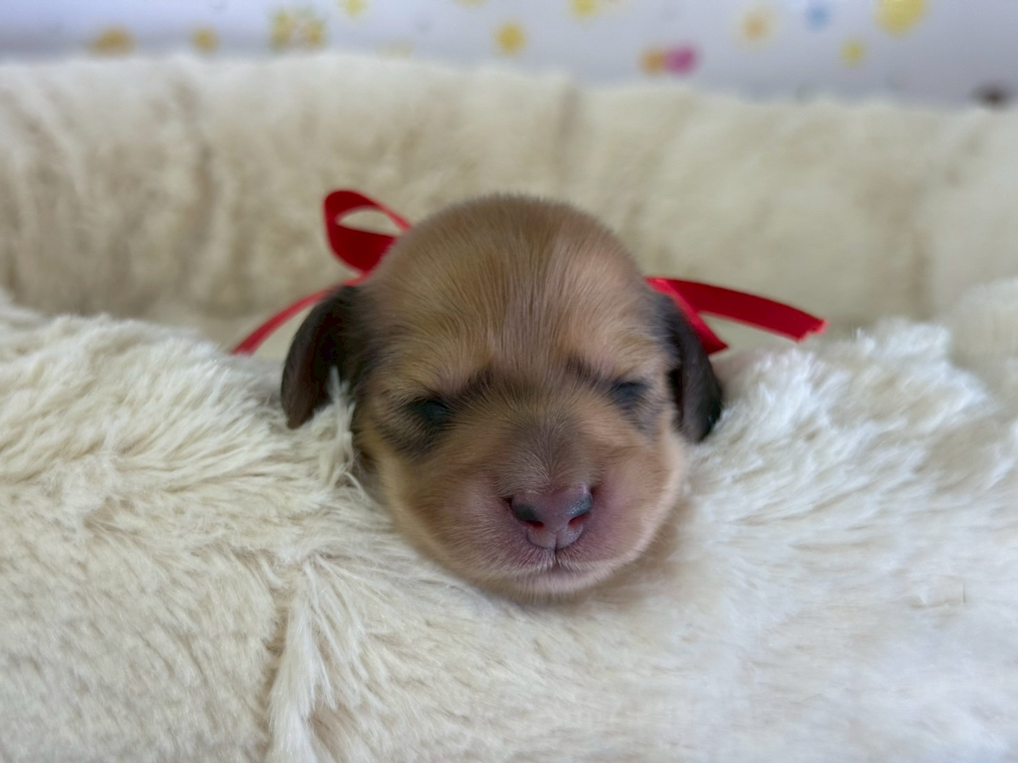 ミニチュア・ダックスフンド