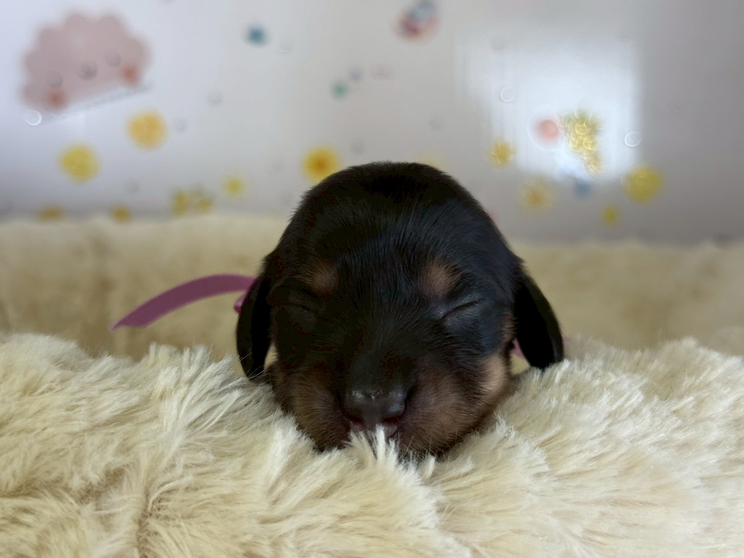 ミニチュア・ダックスフンド