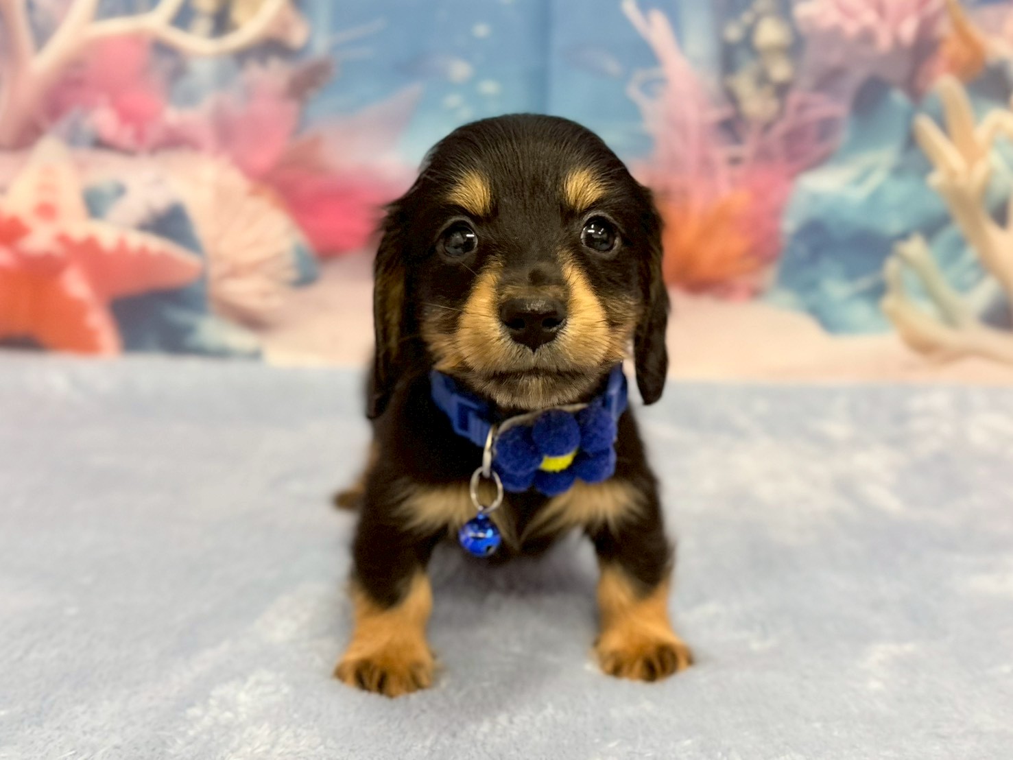 ミニチュア・ダックスフンド