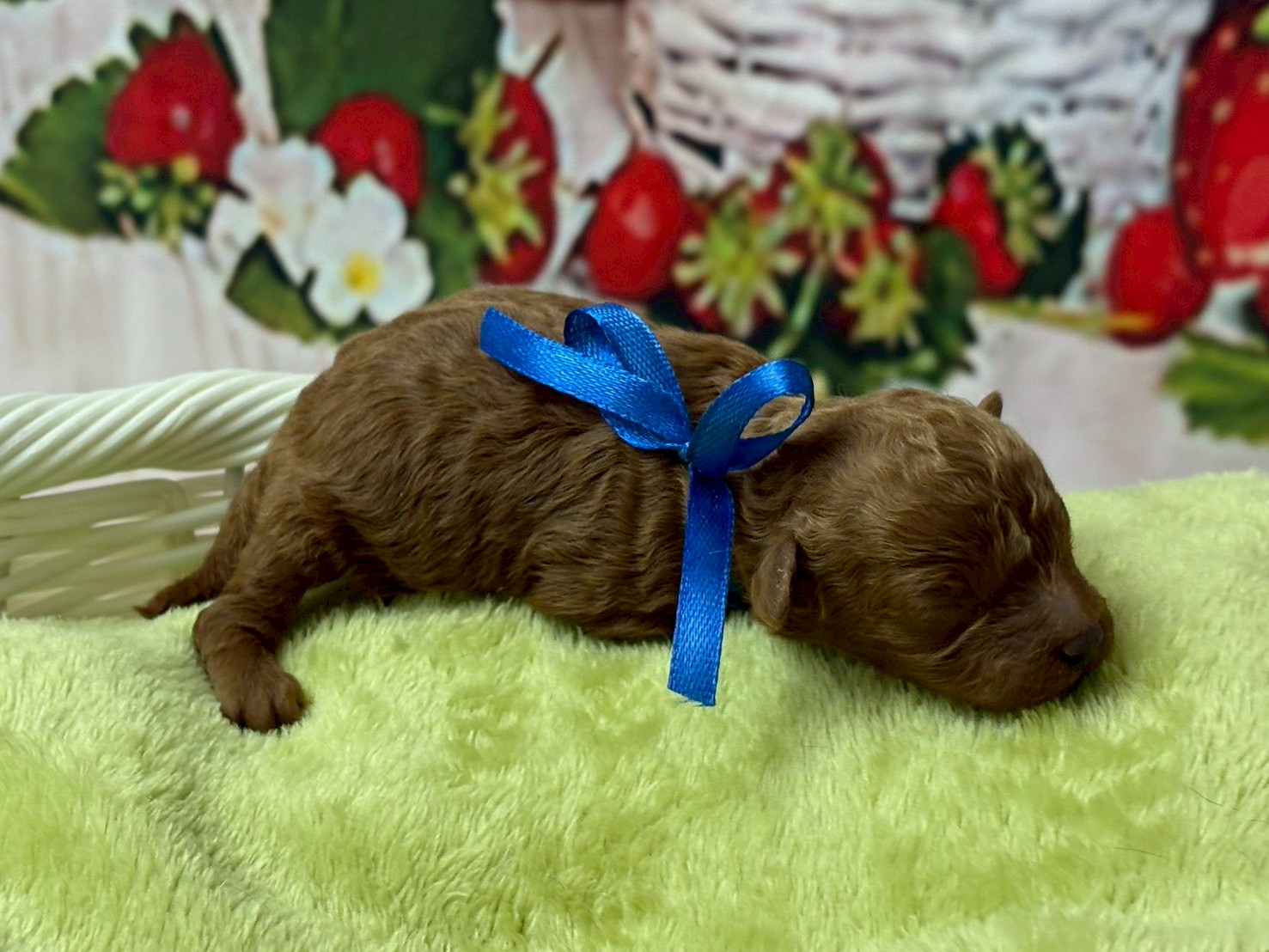 赤ちゃん写真1-2