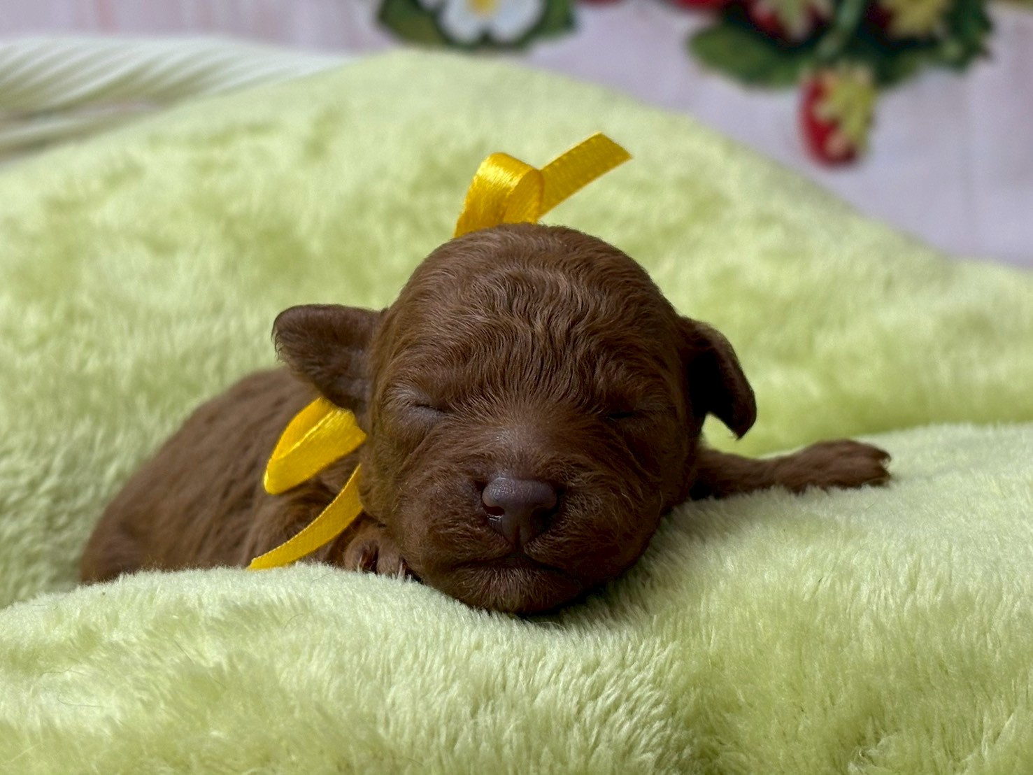 トイ・プードル