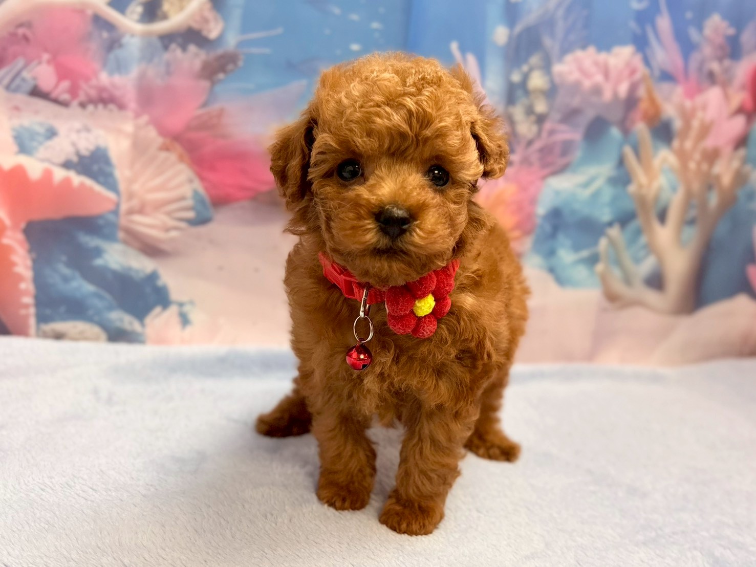 トイ・プードル