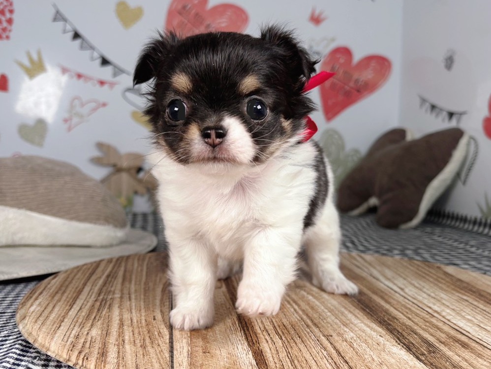 チワワ（ロングコート）