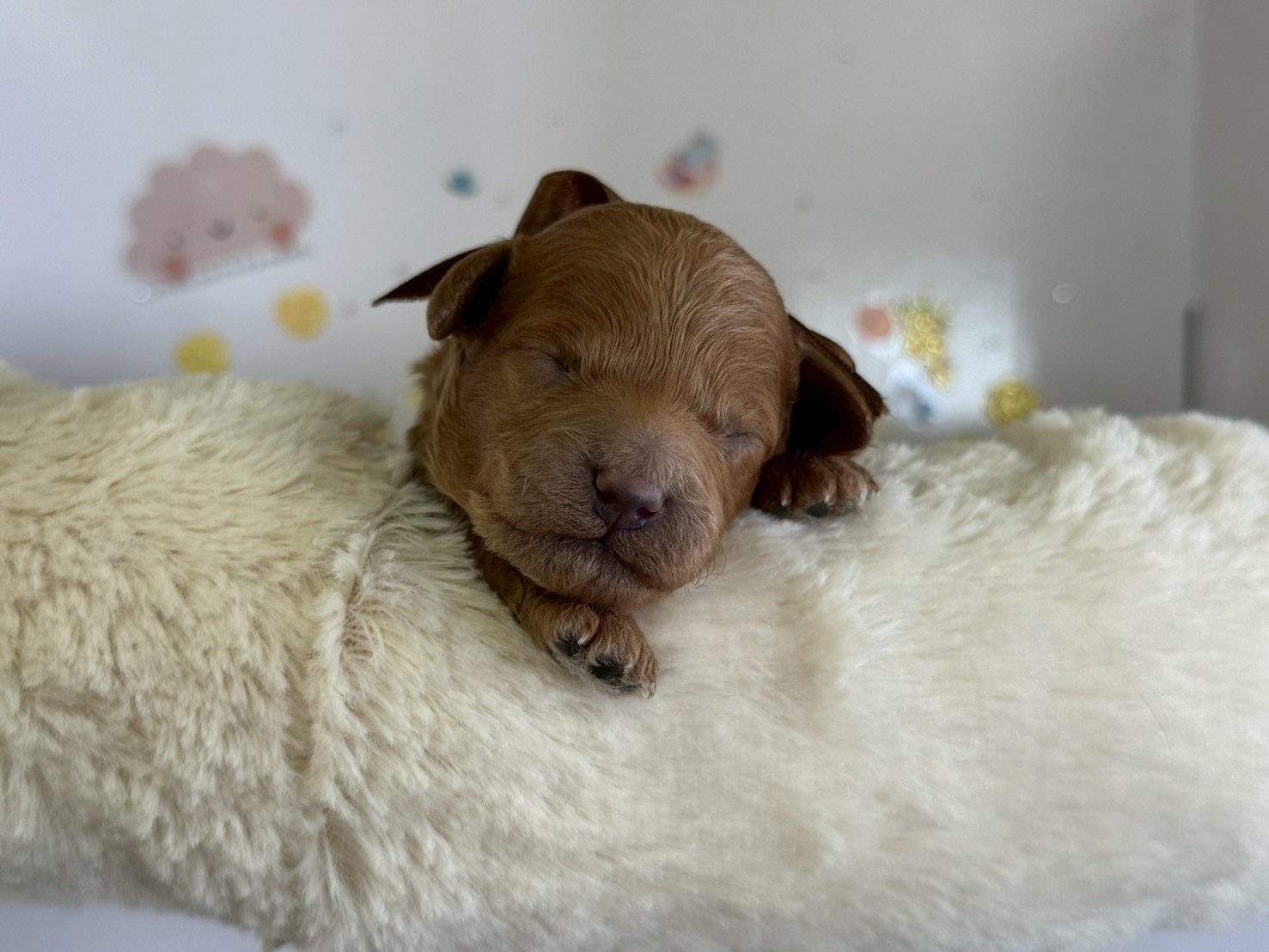 トイ・プードル