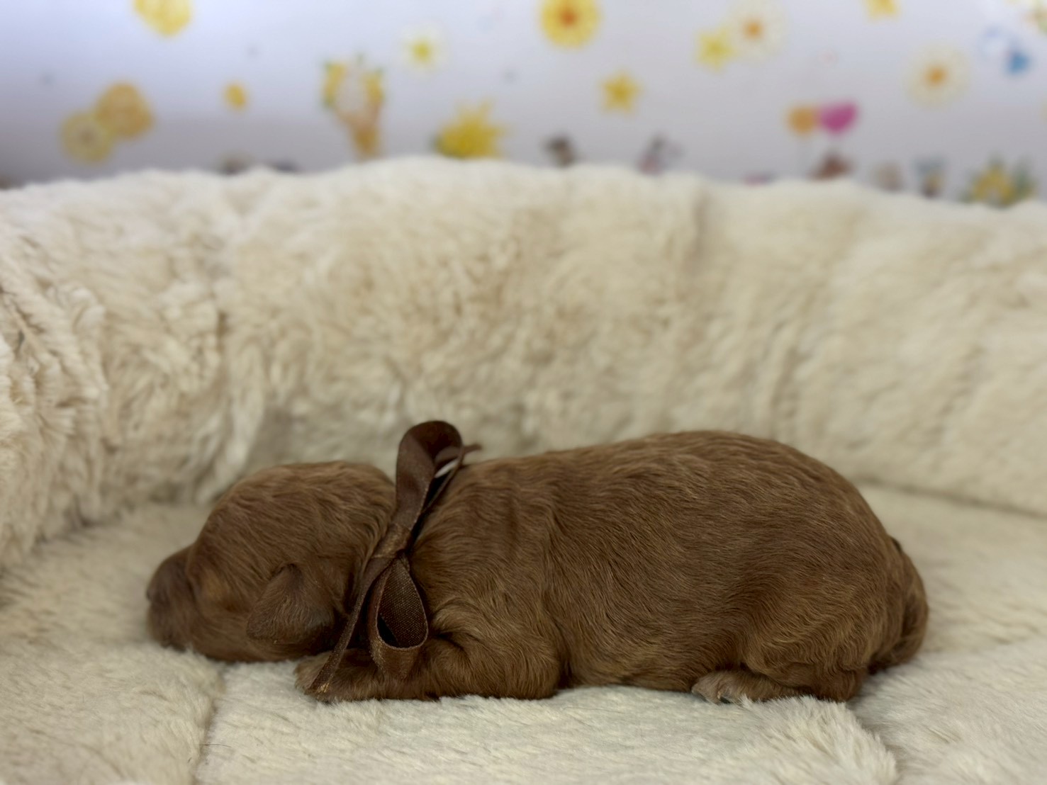 赤ちゃん写真1-2