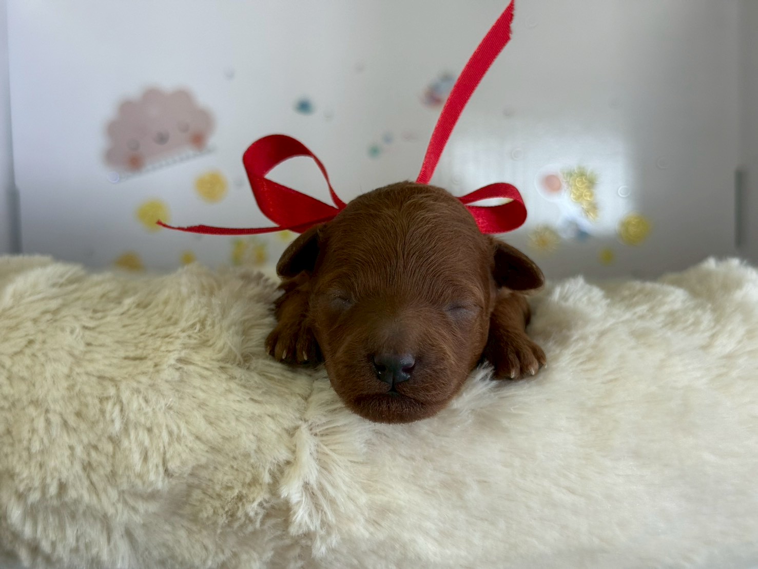 トイ・プードル