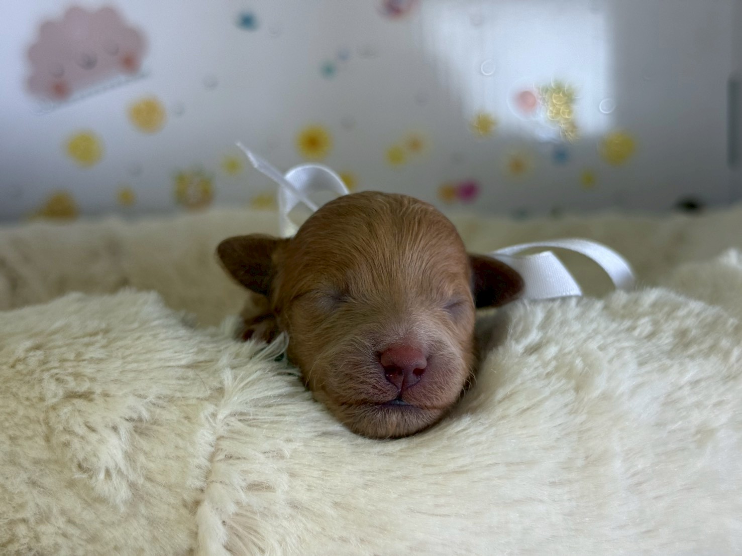 トイ・プードル