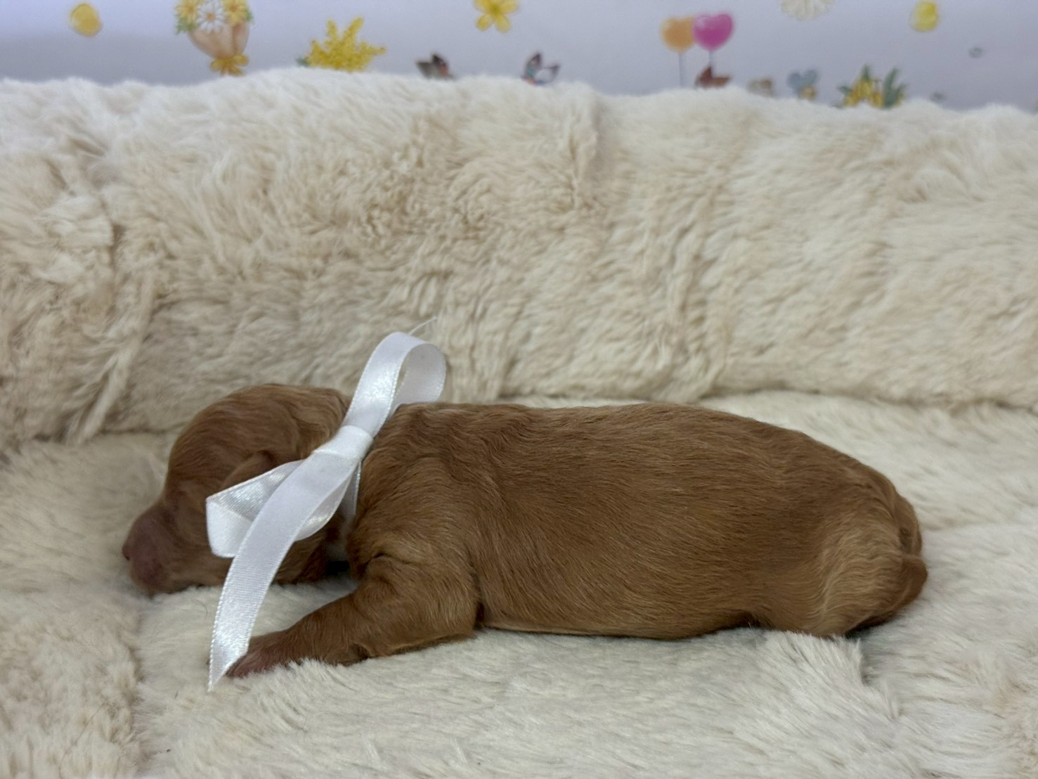 赤ちゃん写真1-2