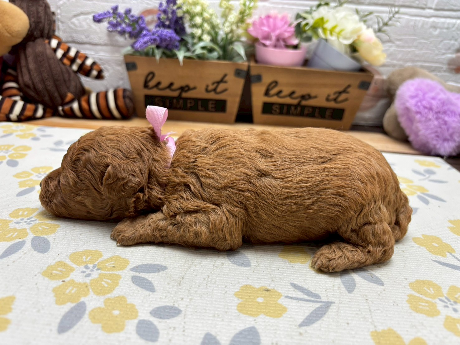 赤ちゃん写真2-2