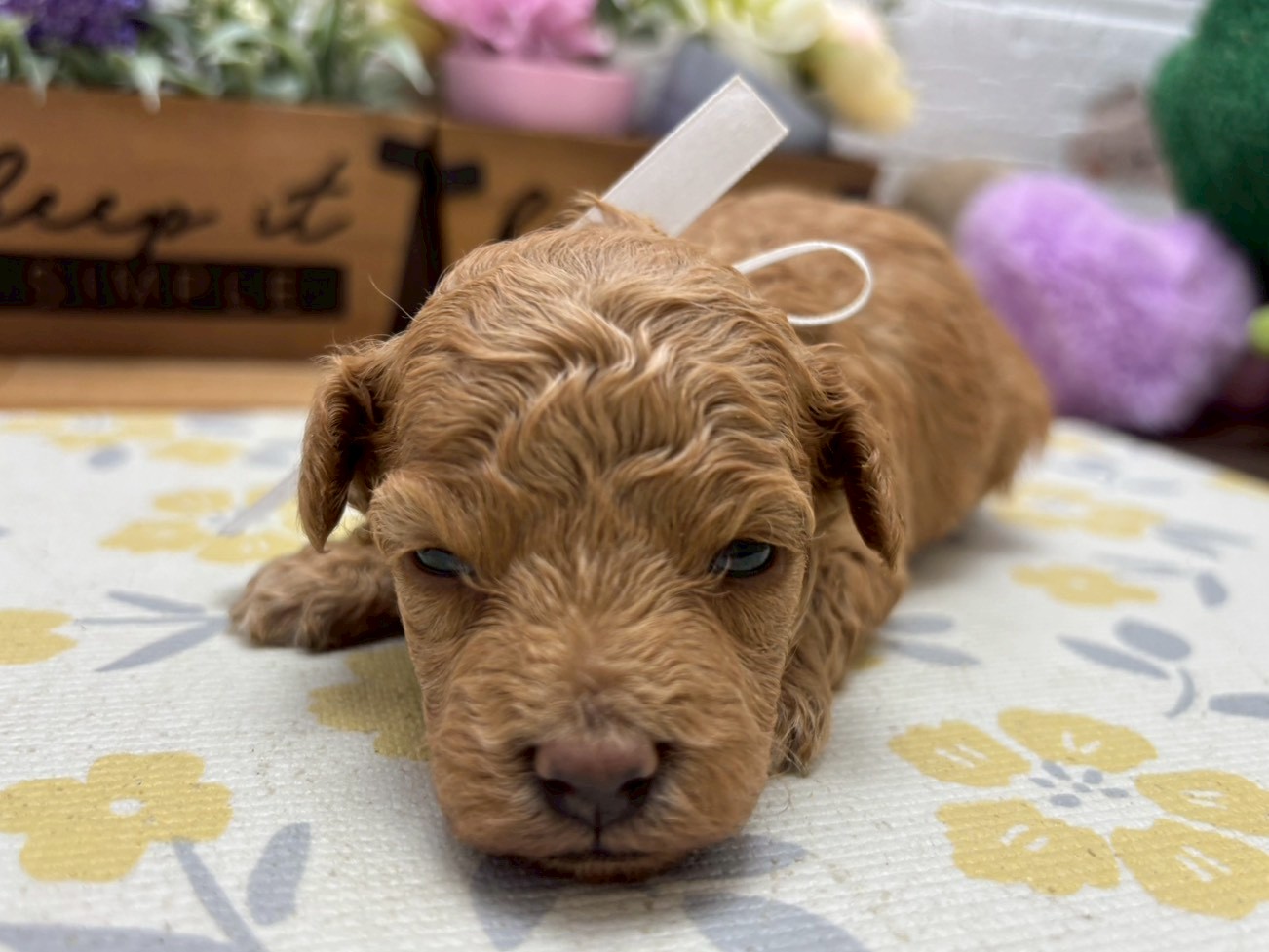 赤ちゃん写真2-1