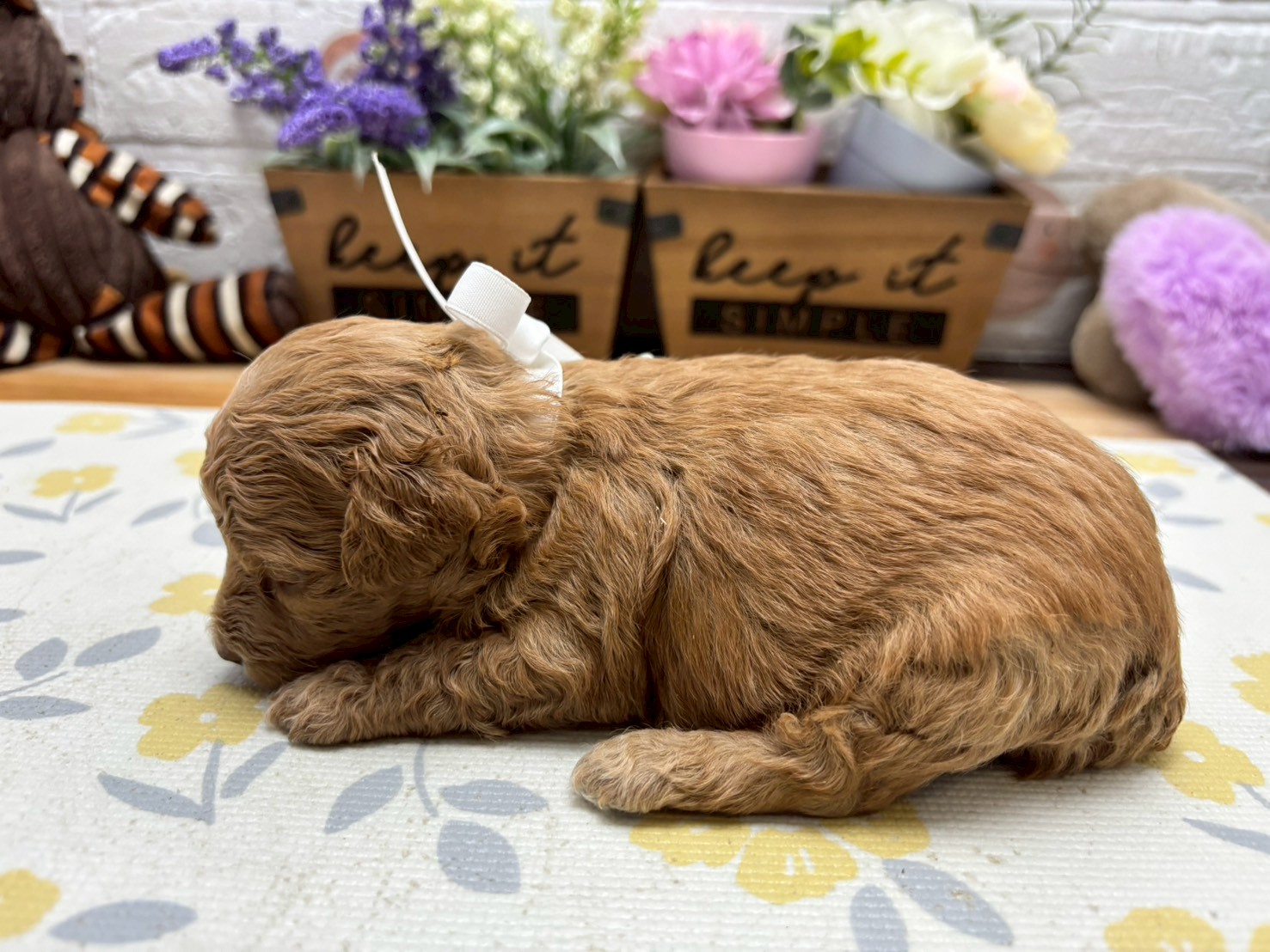 赤ちゃん写真2-2