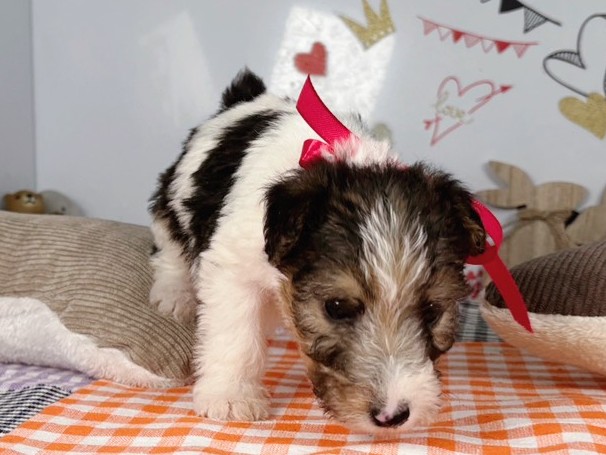 ワイアーフォックス・テリア