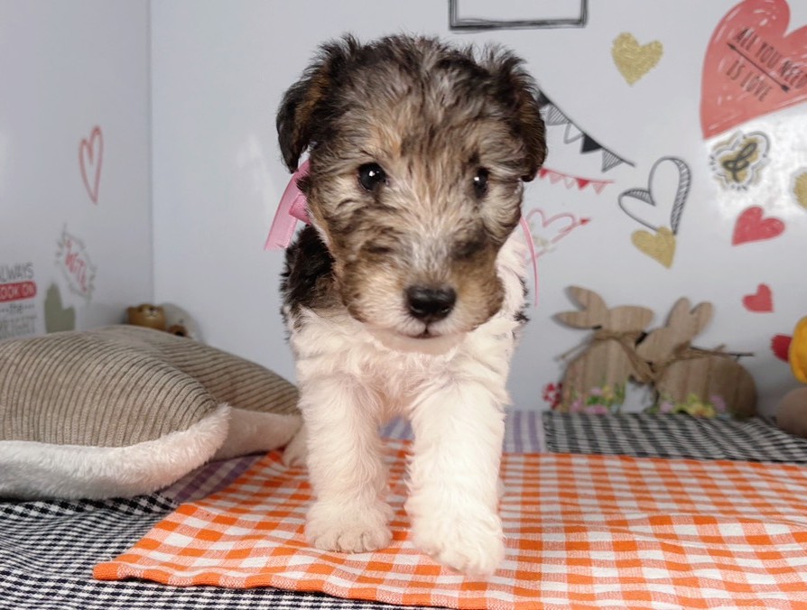 ワイアーフォックス・テリア