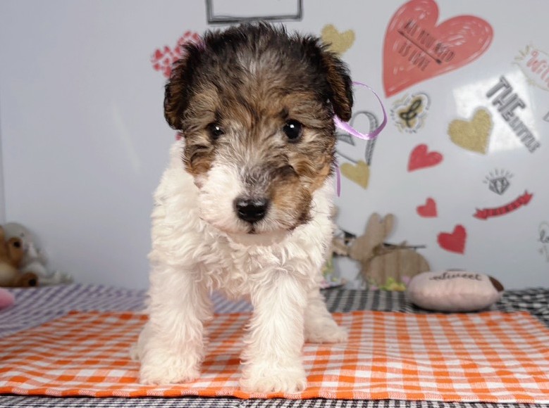 ワイアーフォックス・テリア