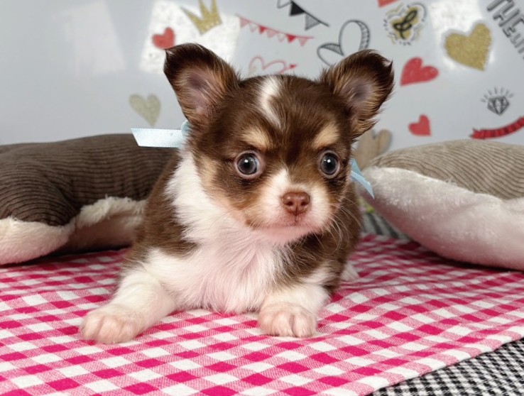 チワワ（ロングコート）