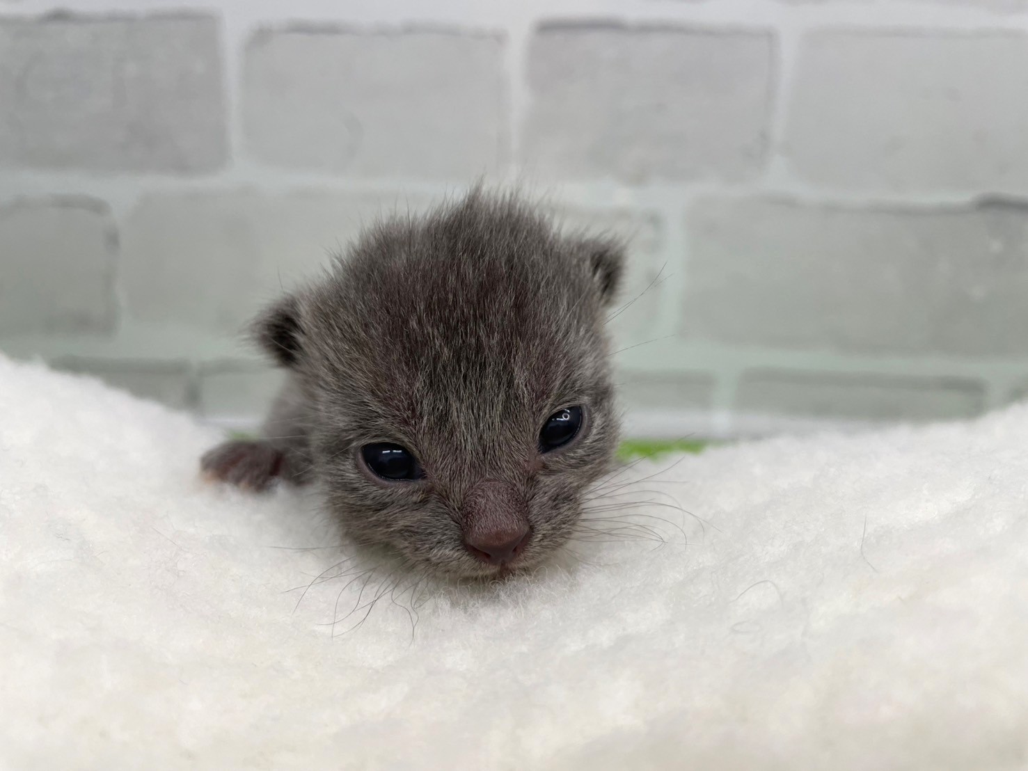 ロシアンブルー