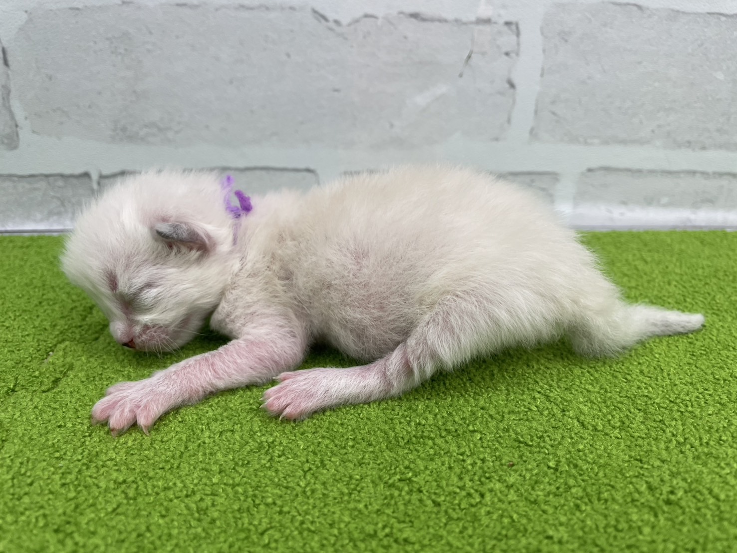 赤ちゃん写真1-2