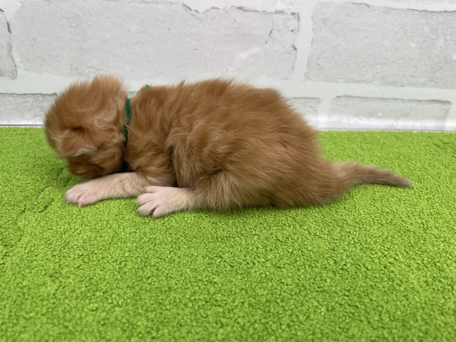 赤ちゃん写真1-2