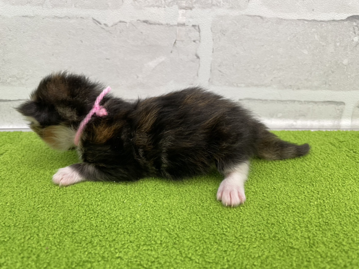 赤ちゃん写真1-2