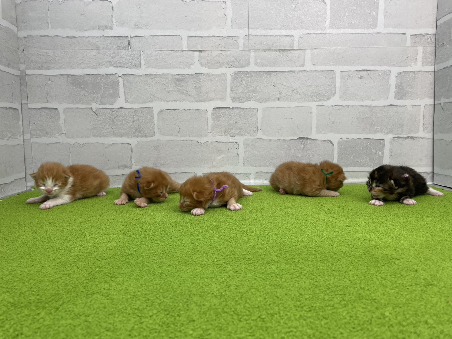 赤ちゃん写真1-3