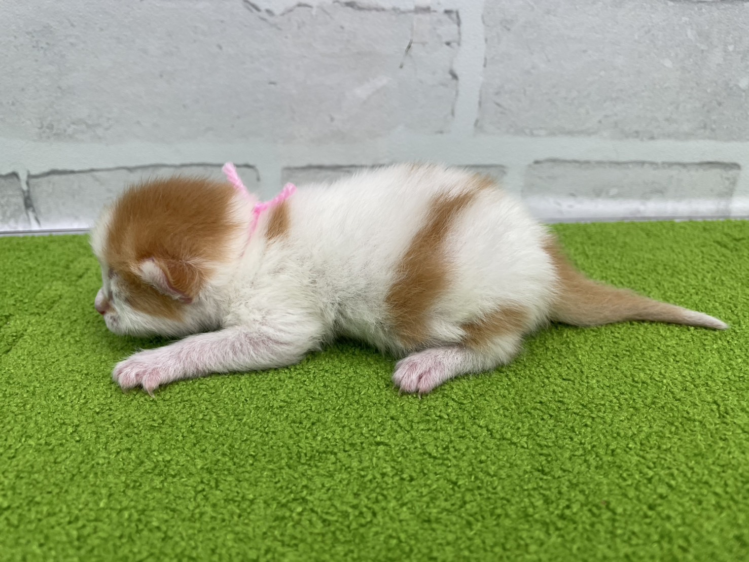 赤ちゃん写真1-2