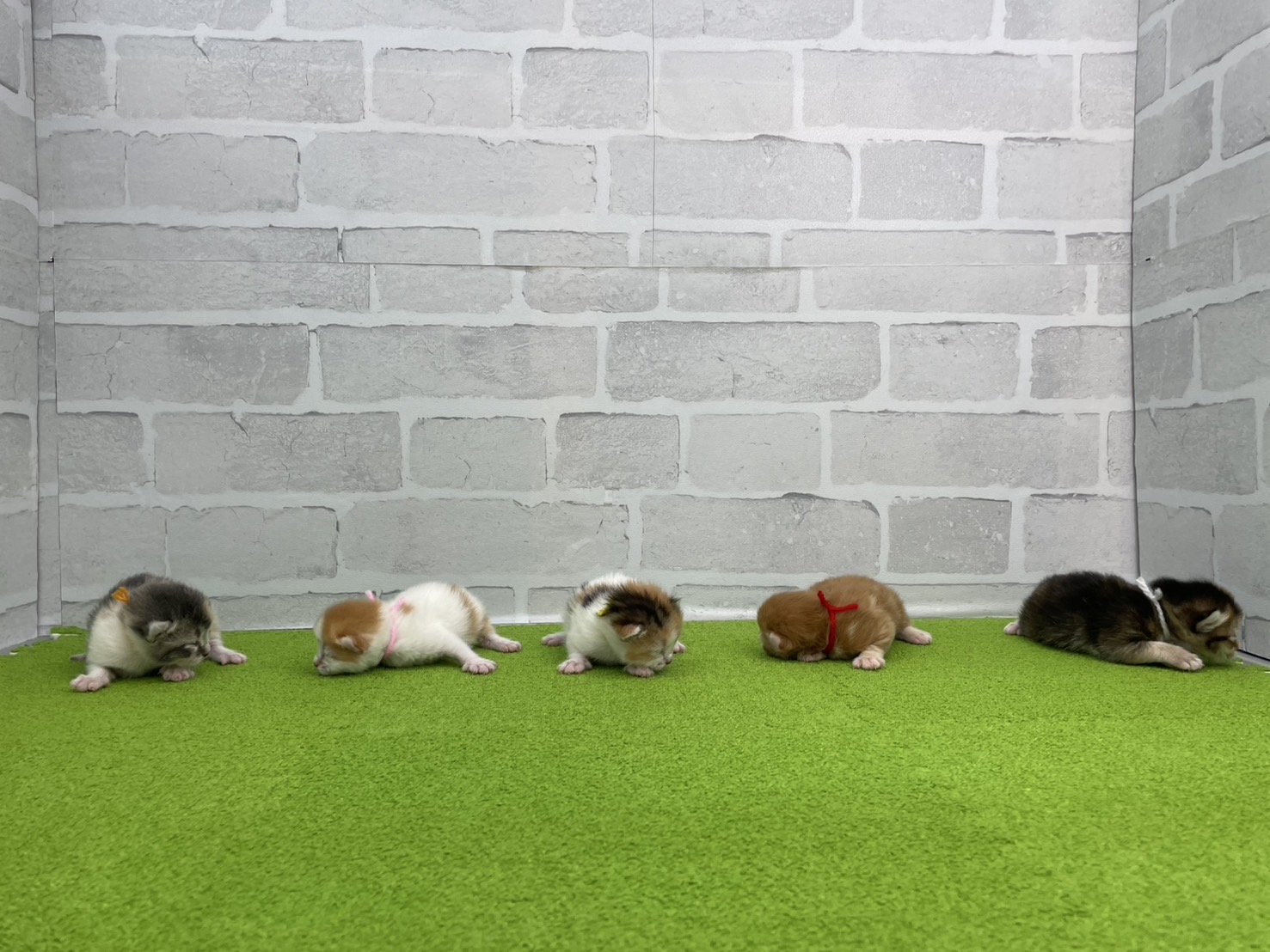 赤ちゃん写真1-3