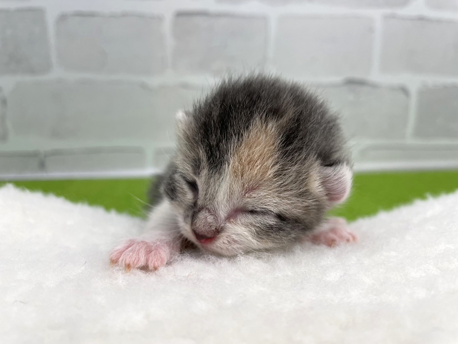 アメリカンカール