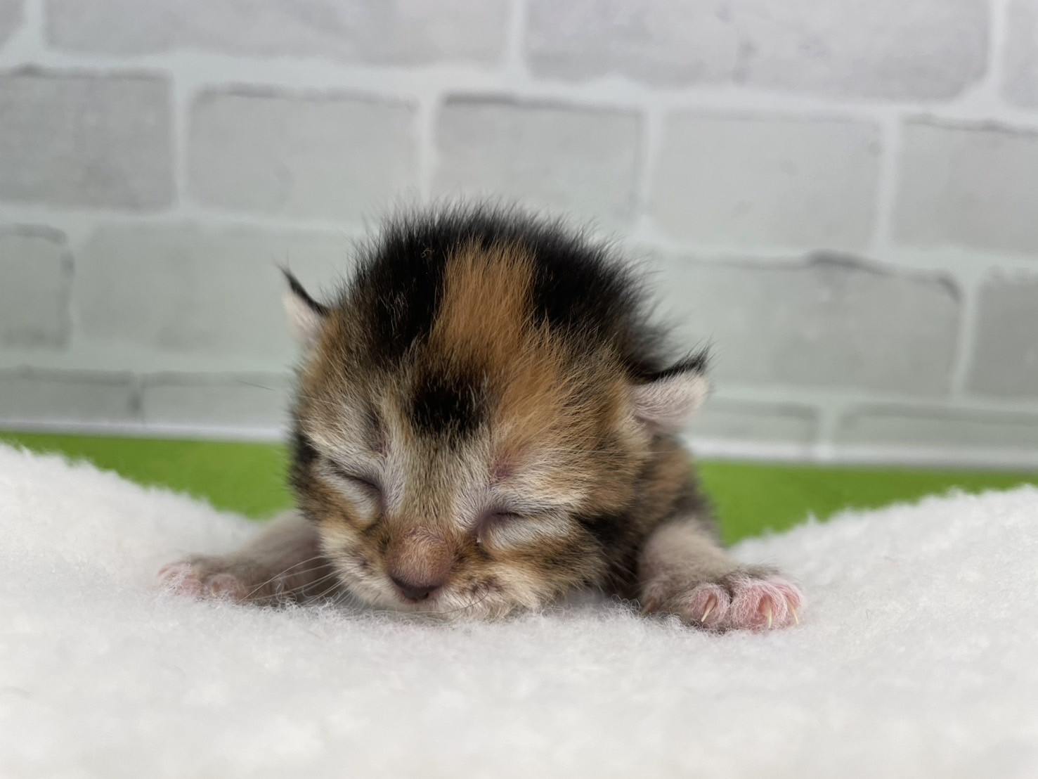 アメリカンカール